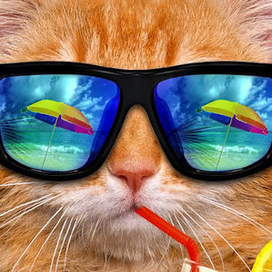 Meet your Posher, Benny